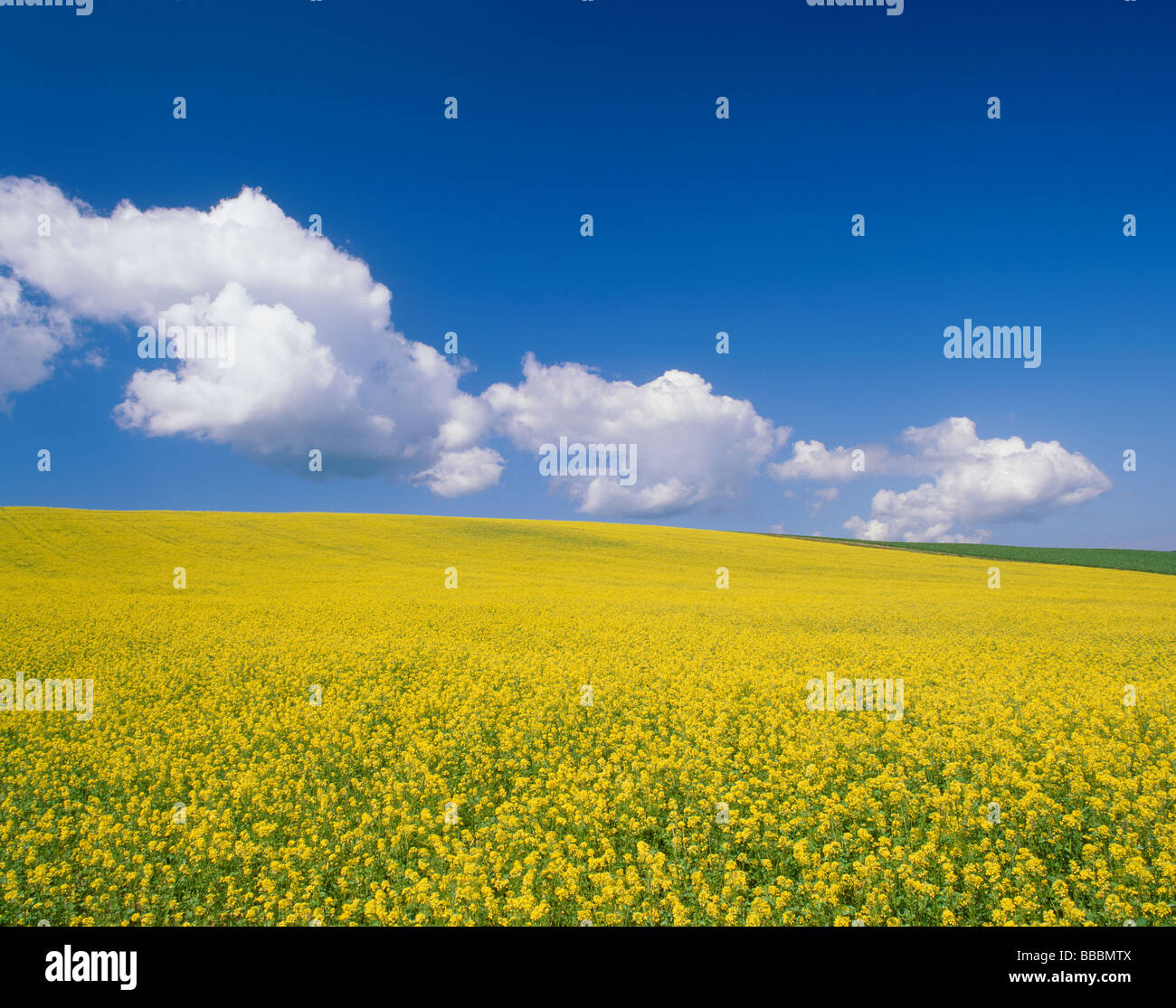 Mustard Blossoms Stock Photo