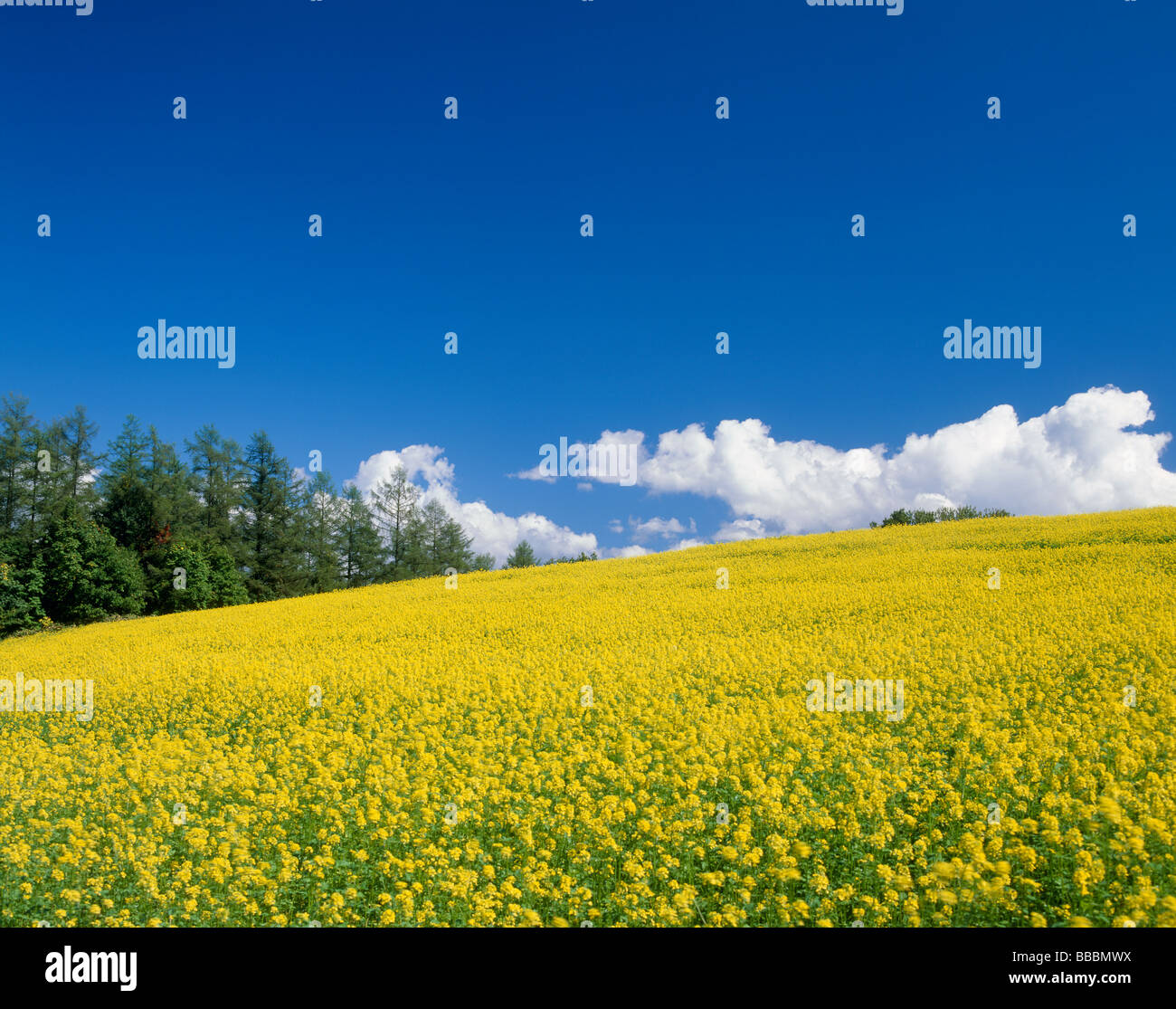 Mustard Blossoms Stock Photo