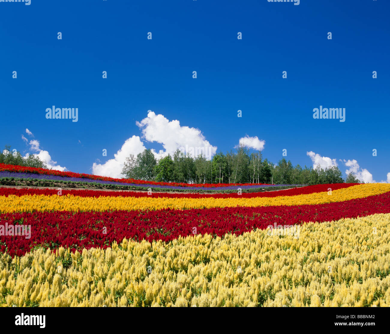 Flower Garden Stock Photo