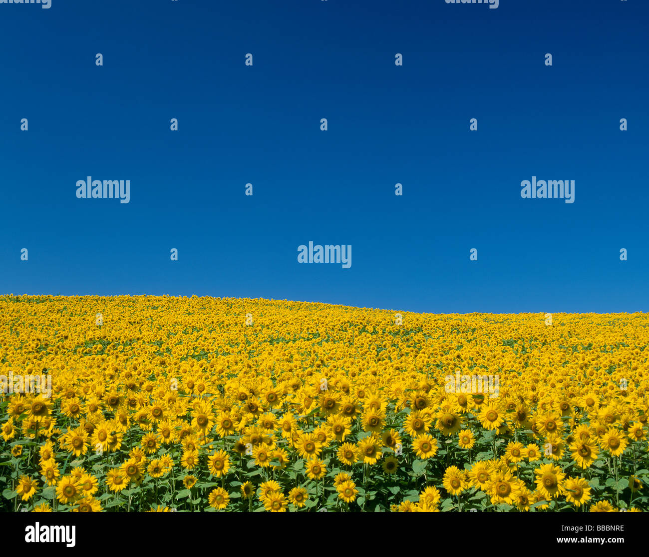 Sunflower and Sky Stock Photo