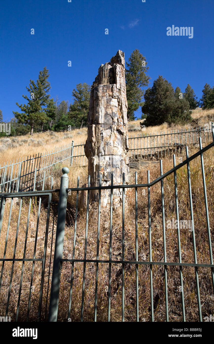 A Petrified Tree At Yellowstone National Park One Of The Many
