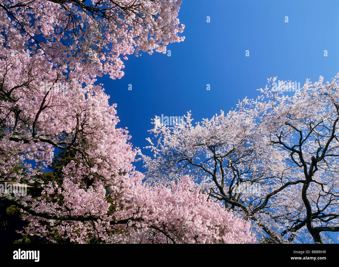 Cherry Blossoms and Blue Sky Stock Photo - Alamy