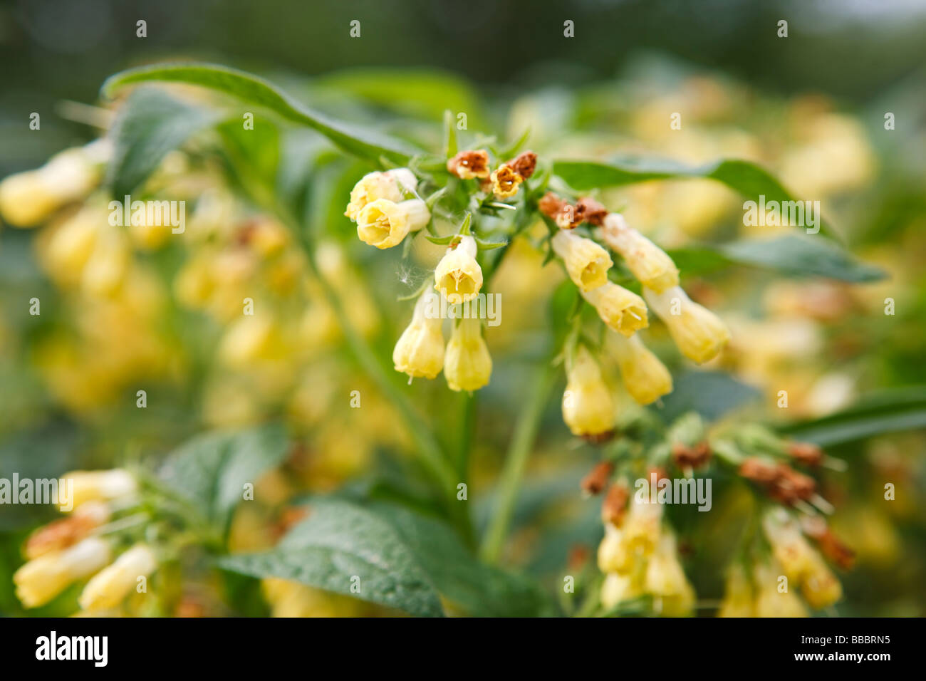symphytum tuberosum symphytum tuberosum