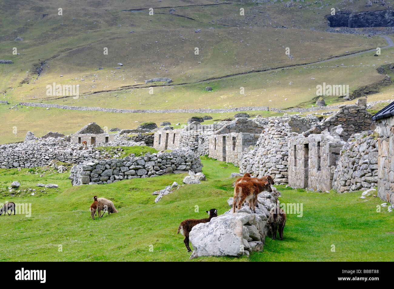 The abandoned village, derelict houses and Main Street on St Kilda Stock Photo