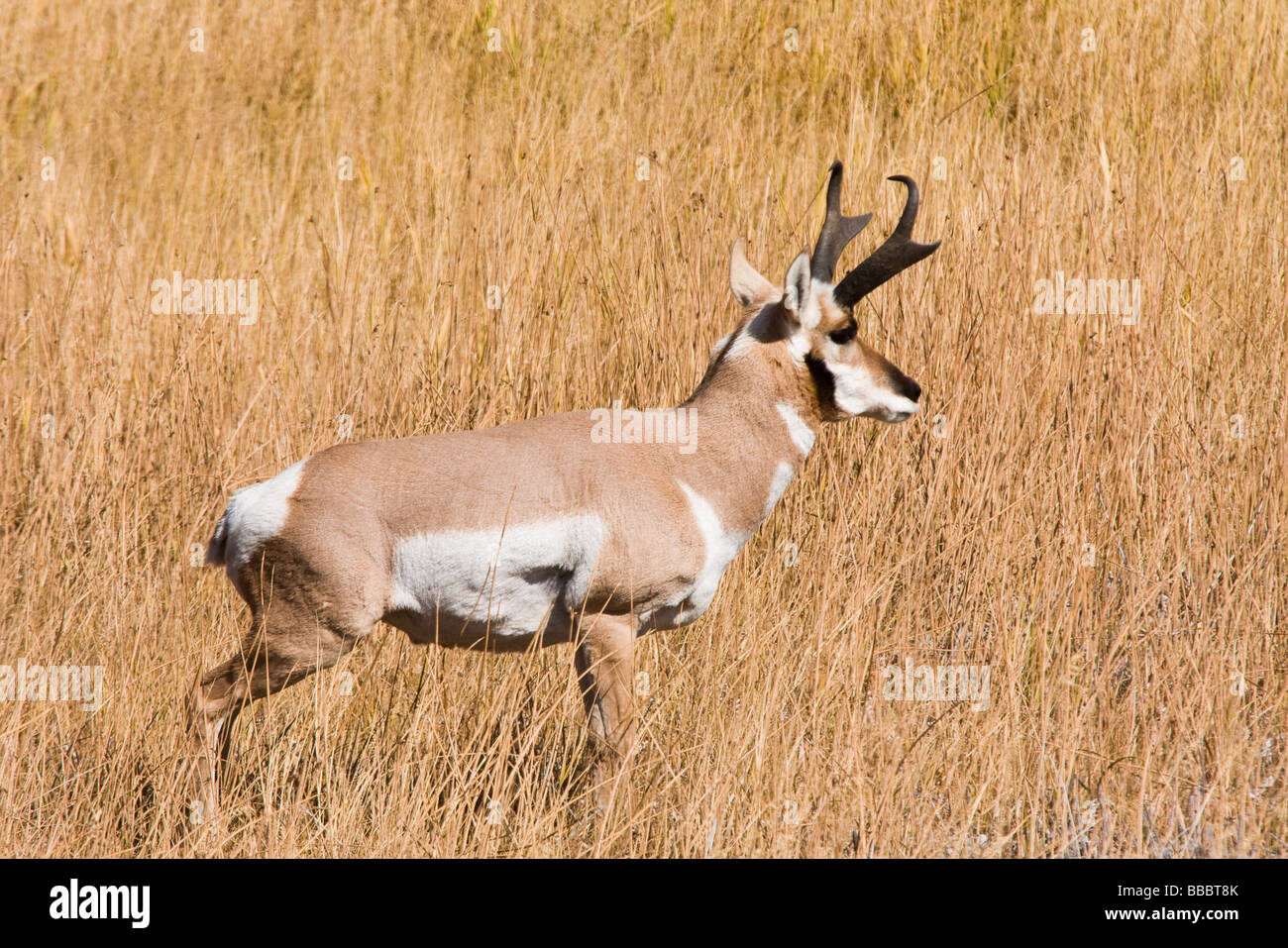 Pronghorn antelope in the grasslands at Yellowstone National Park Stock