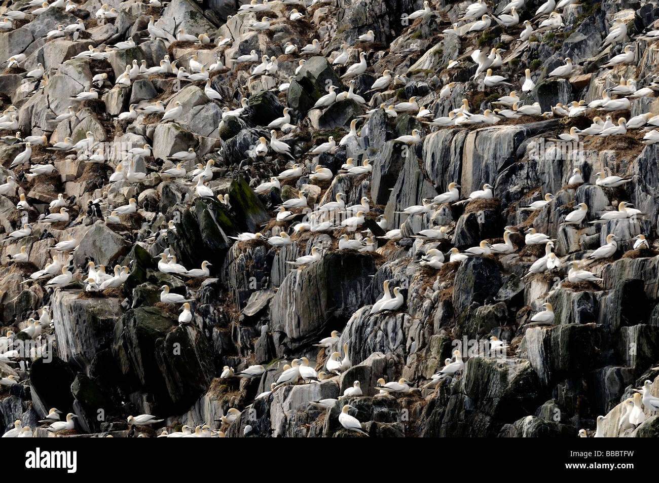 Gannet colony on the Flannan Islands off the west coast of the Western Isles in Scotland Stock Photo