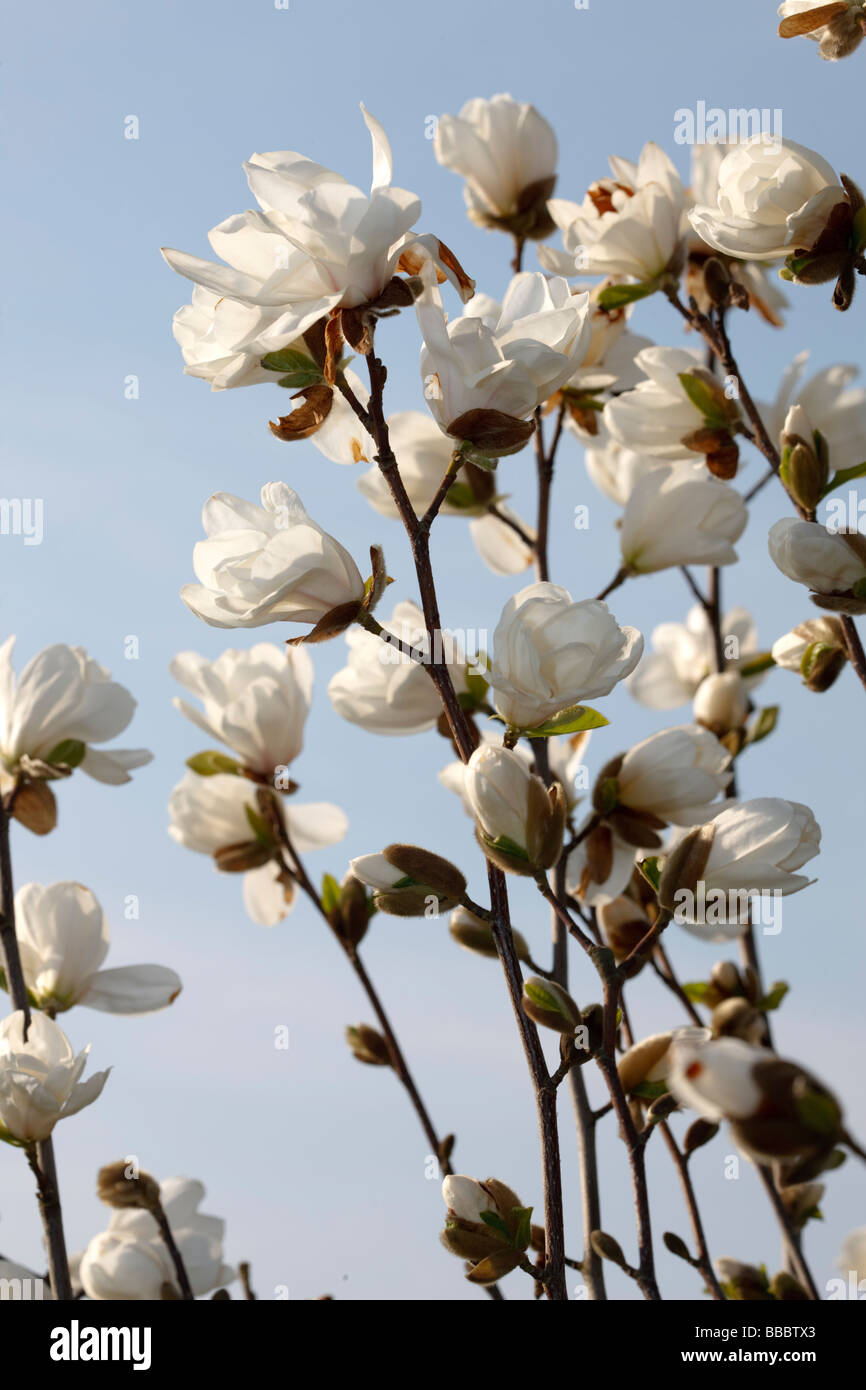 “Merrill” (Magnolia x leobneri) Stock Photo