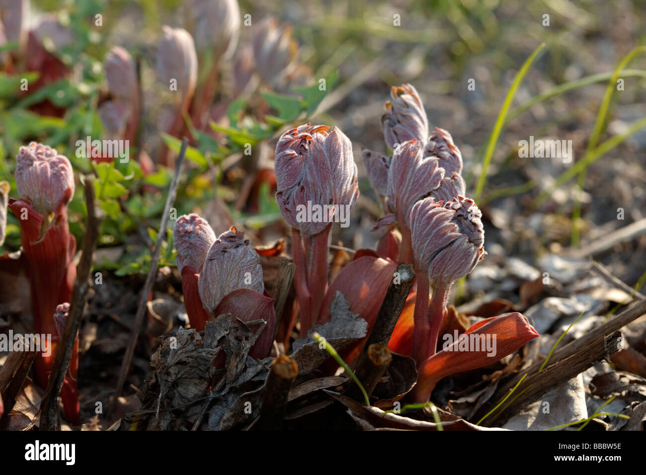 Common Peony (Paeonia officinalis) Stock Photo