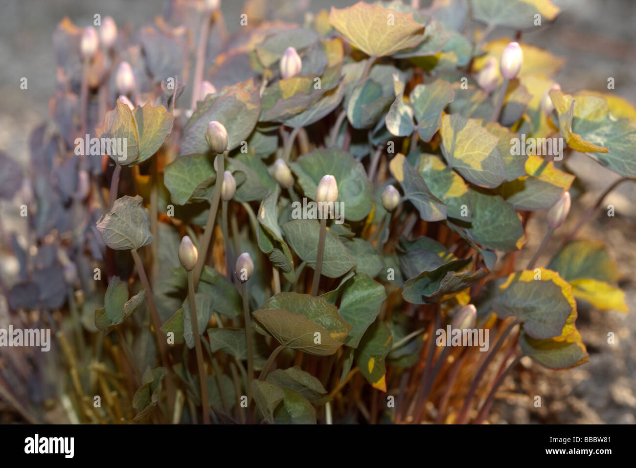 Twinleaf (Jeffersonia diphylla) Stock Photo