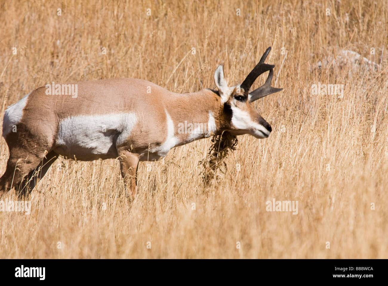 Pronghorn antelope in the grasslands at Yellowstone National Park Stock Photo