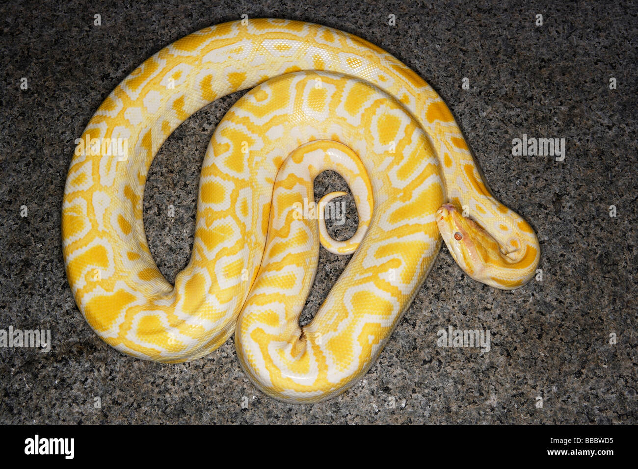 Asian albino python Stock Photo