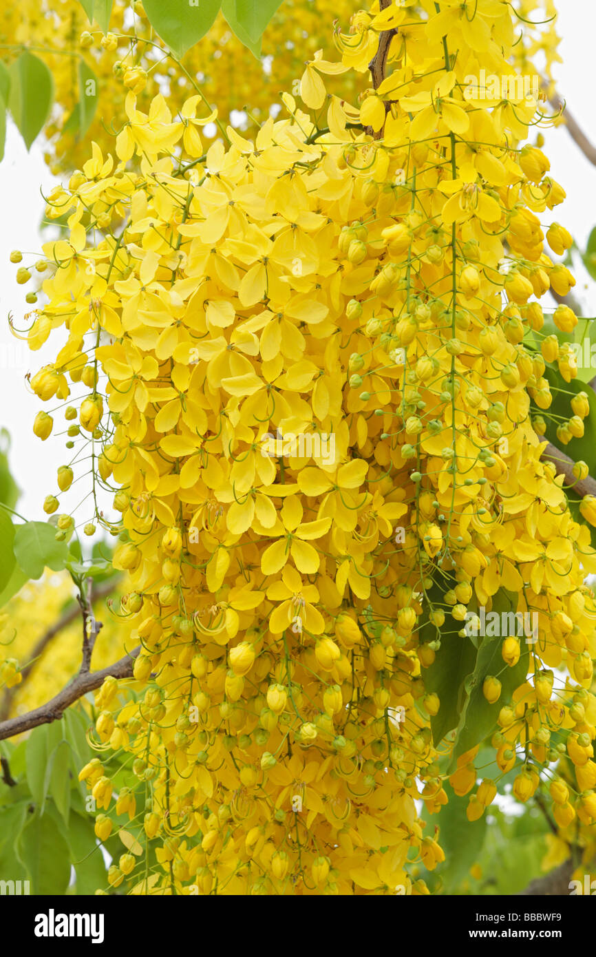 https://c8.alamy.com/comp/BBBWF9/flowers-of-golden-shower-tree-bloom-in-summer-BBBWF9.jpg