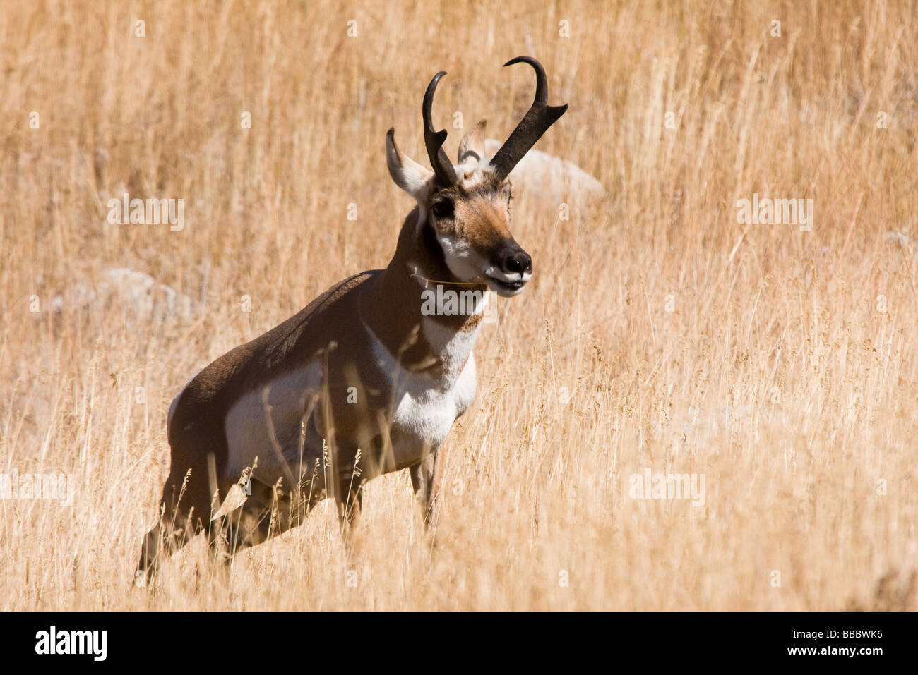 Pronghorn antelope in the grasslands at Yellowstone National Park Stock