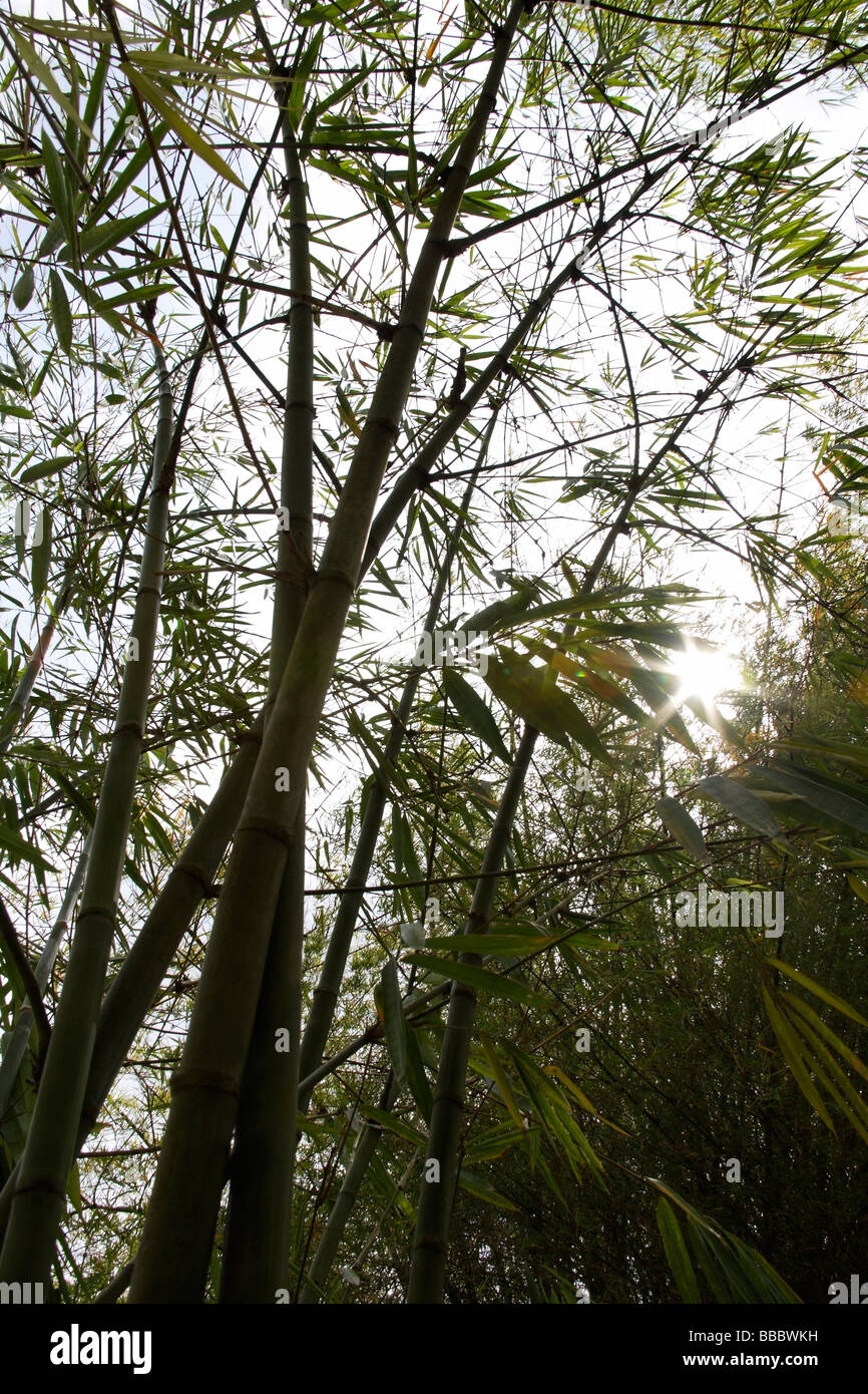 bamboo tree with stalks with sunlight bursting through Stock Photo Alamy