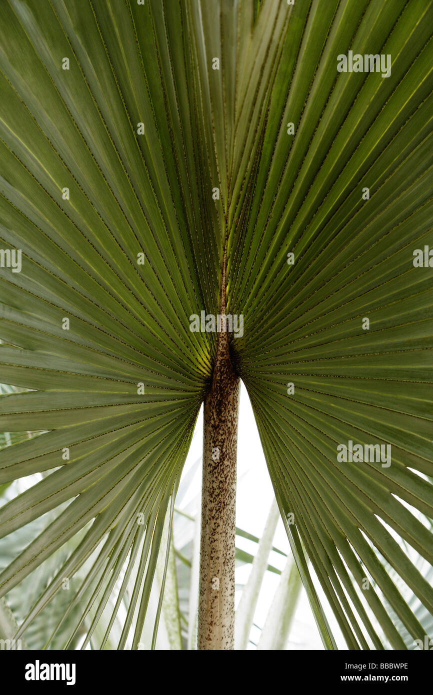 palm tree leaf outspread Stock Photo