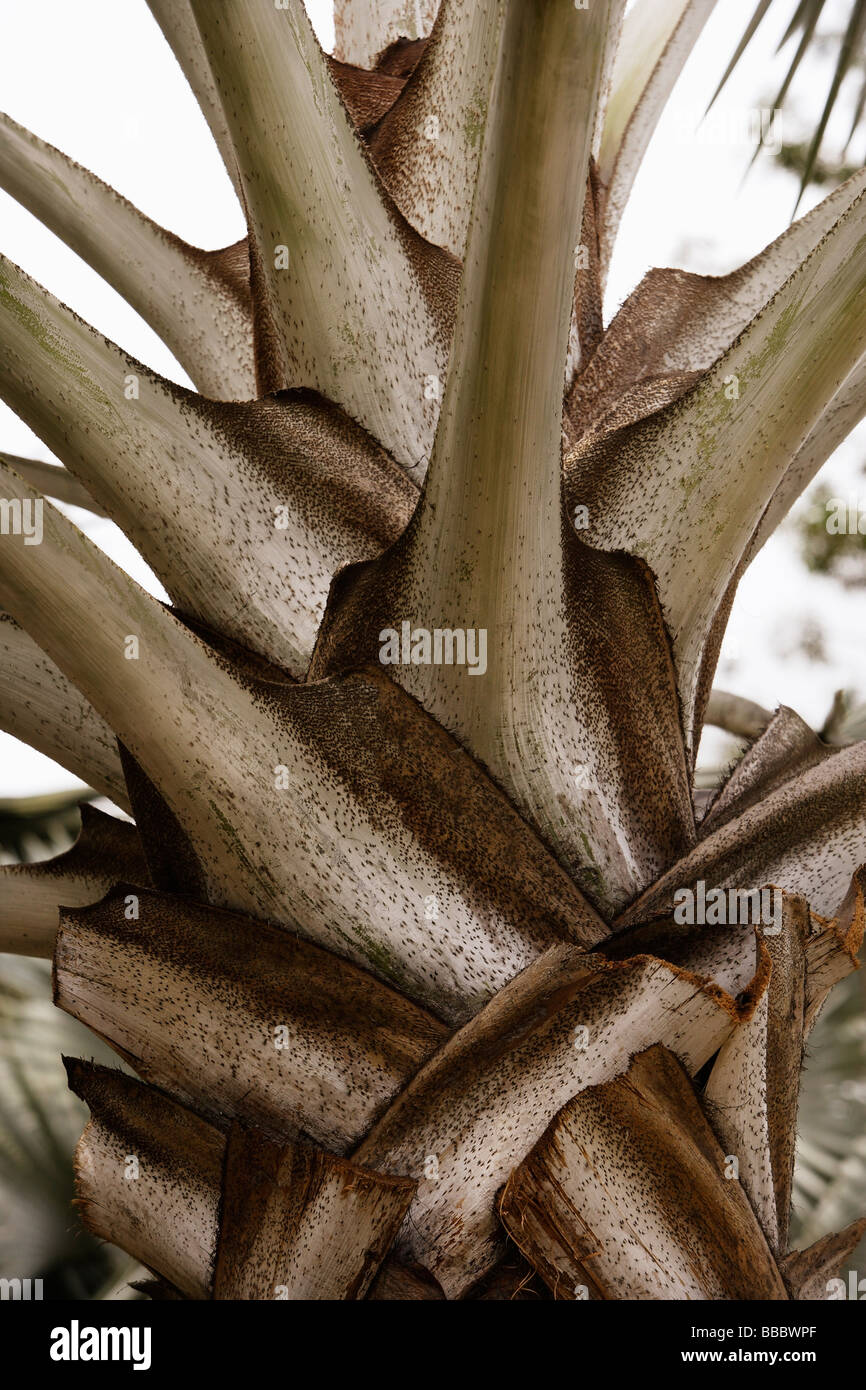palm tree trunk closeup Stock Photo Alamy