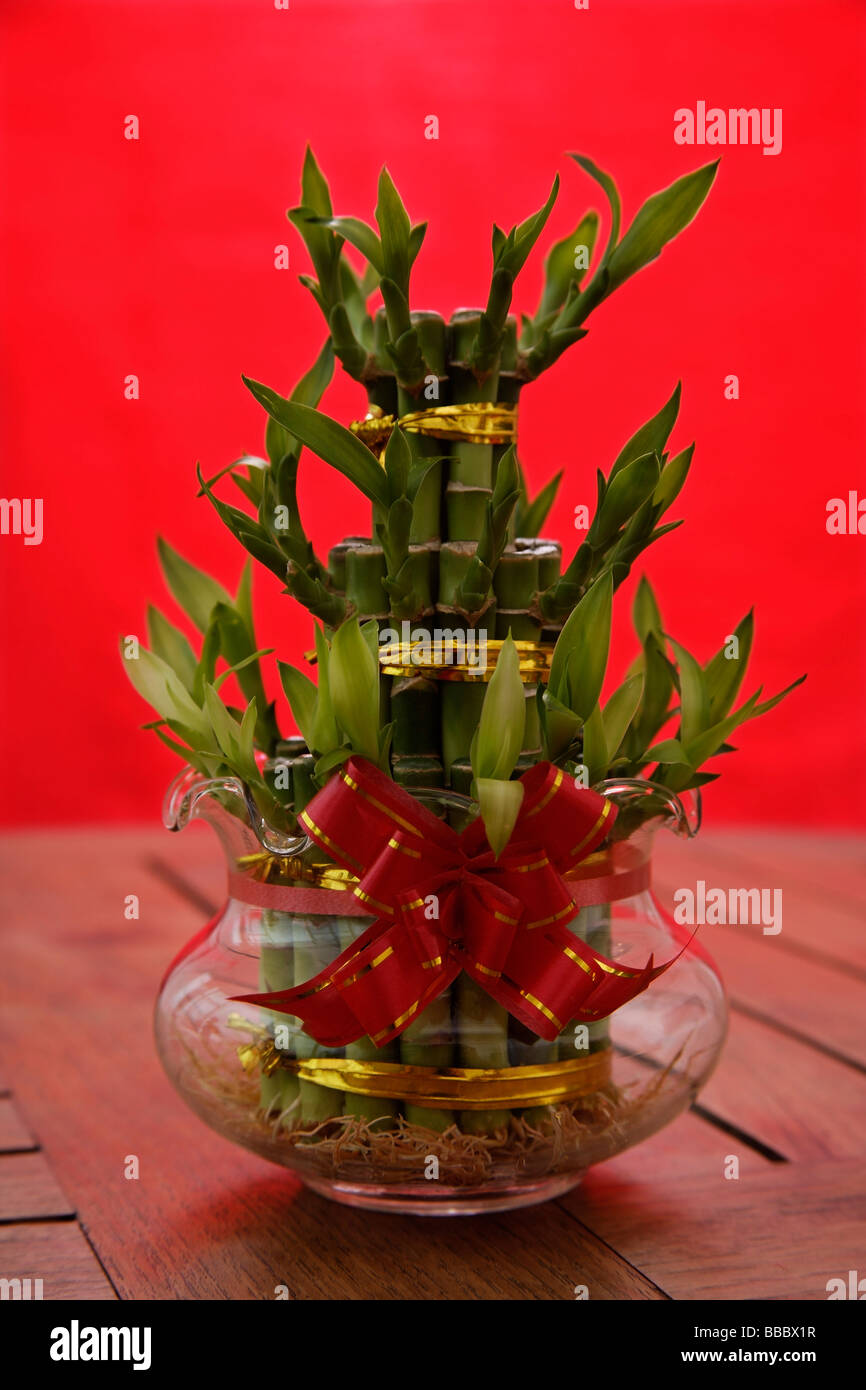 Still life of bamboo plant, symbolic for good luck Stock Photo Alamy