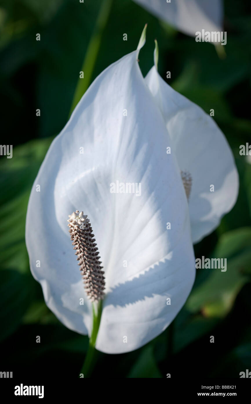 Spathiphyllum cochlearispathum otherwise known as Spath or Peace Lilies growing on Hong Kong. Stock Photo