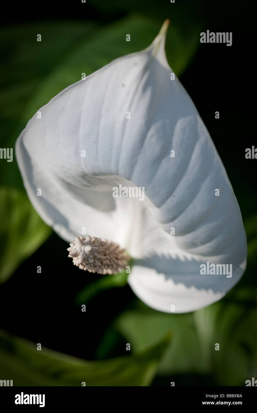 Spathiphyllum cochlearispathum otherwise known as Spath or Peace Lilies growing on Hong Kong. Stock Photo