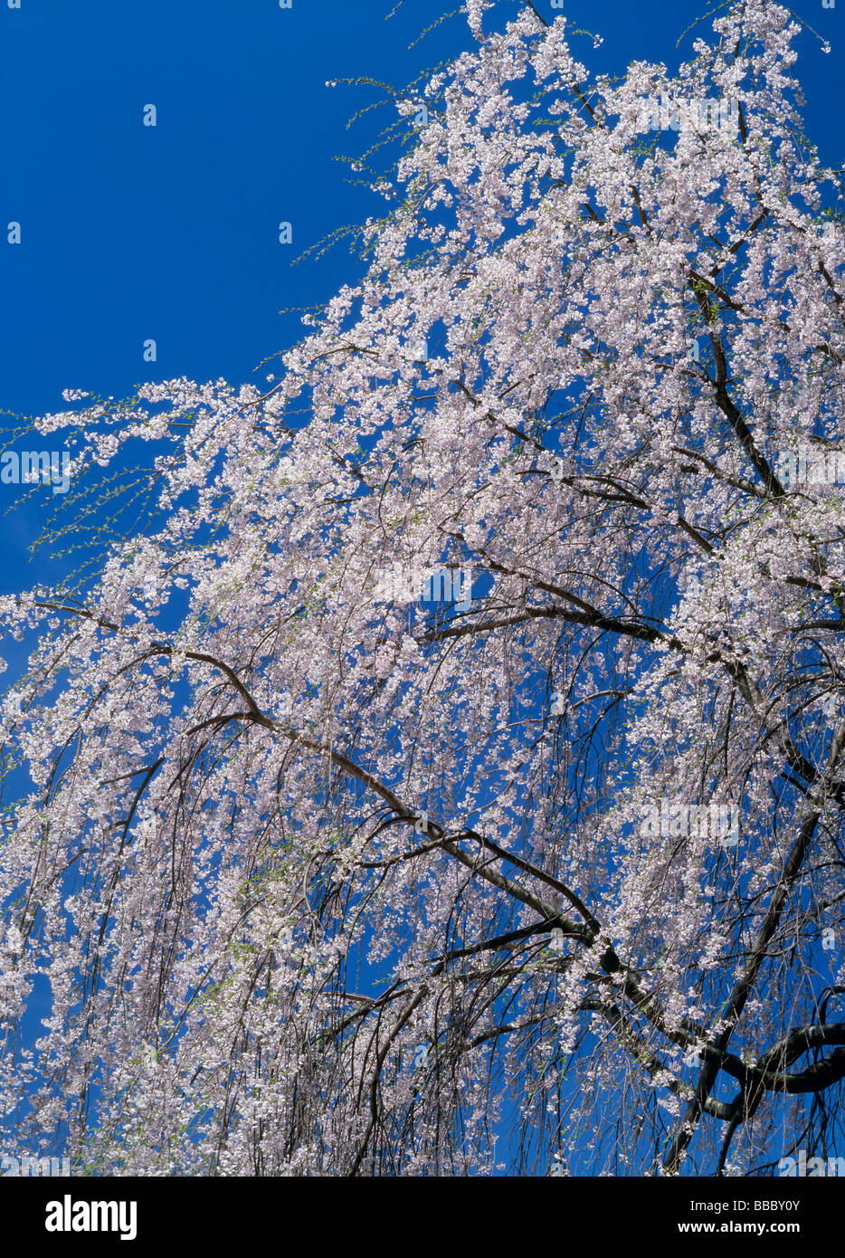 Takayama cherry blossoms hi-res stock photography and images - Alamy