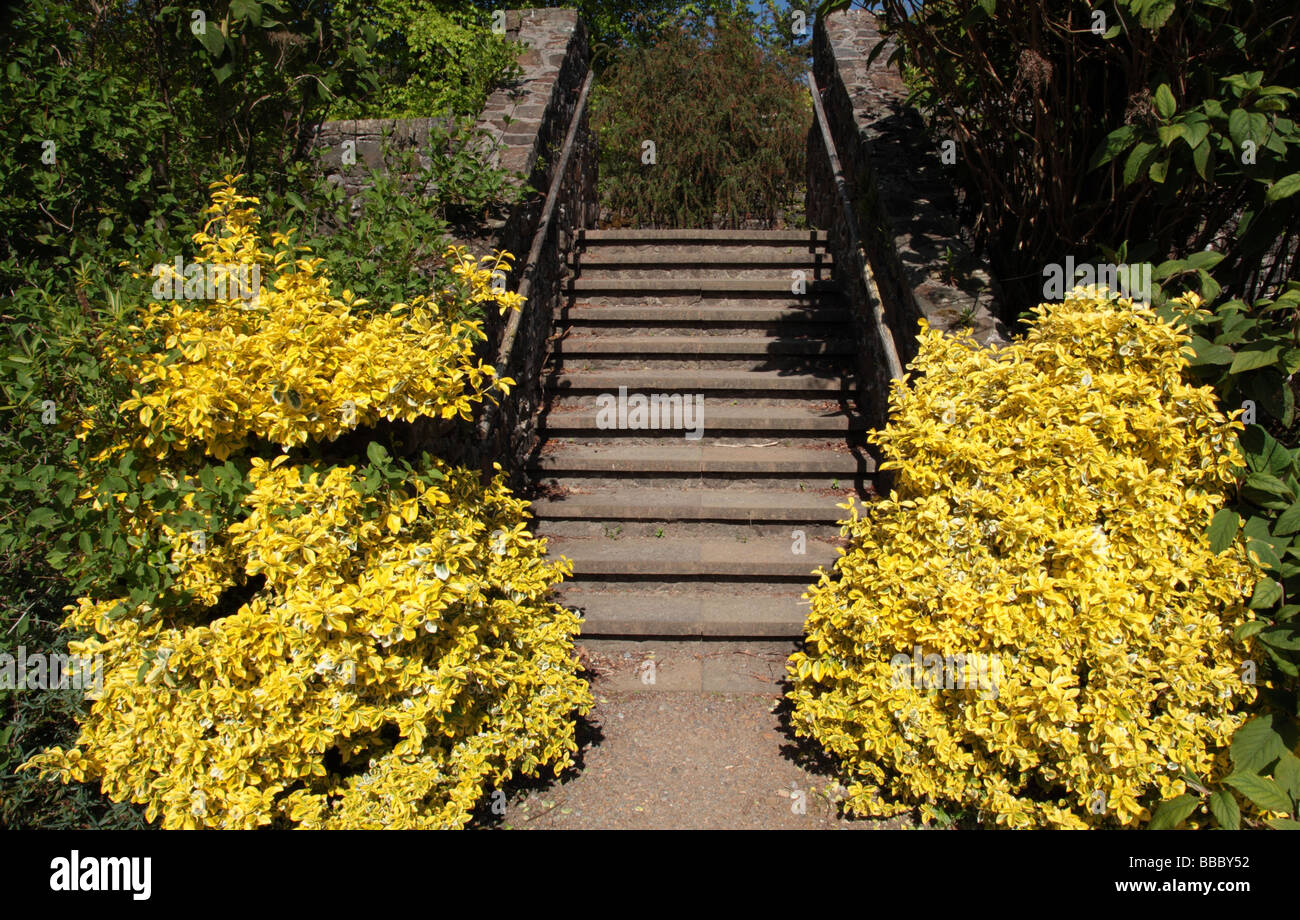 A stone staircase with bright yellow bushes. Stock Photo