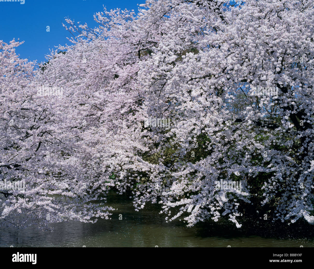 Cherry blossoms hirosaki park hi-res stock photography and images - Alamy