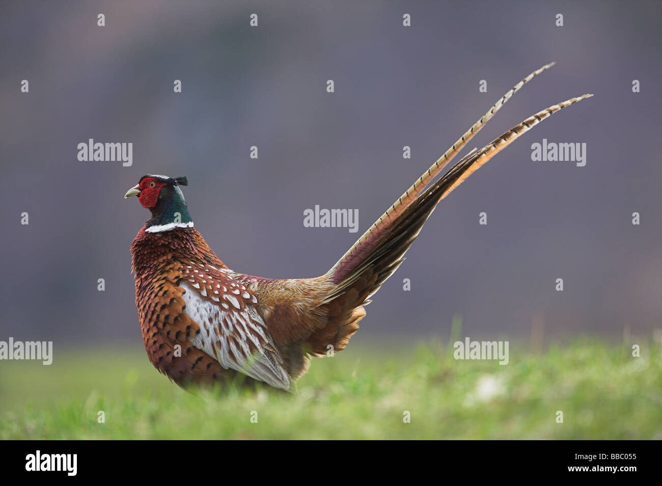 (Common) Pheasant Phasianus colchicus male standing in grass with tail cocked at Rothiemurchus, Scotland in April. Stock Photo
