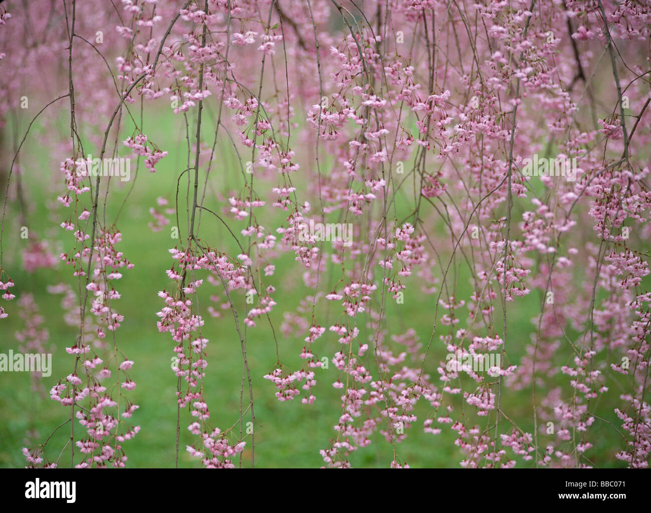 Cherry blossoms hirosaki park hi-res stock photography and images - Alamy