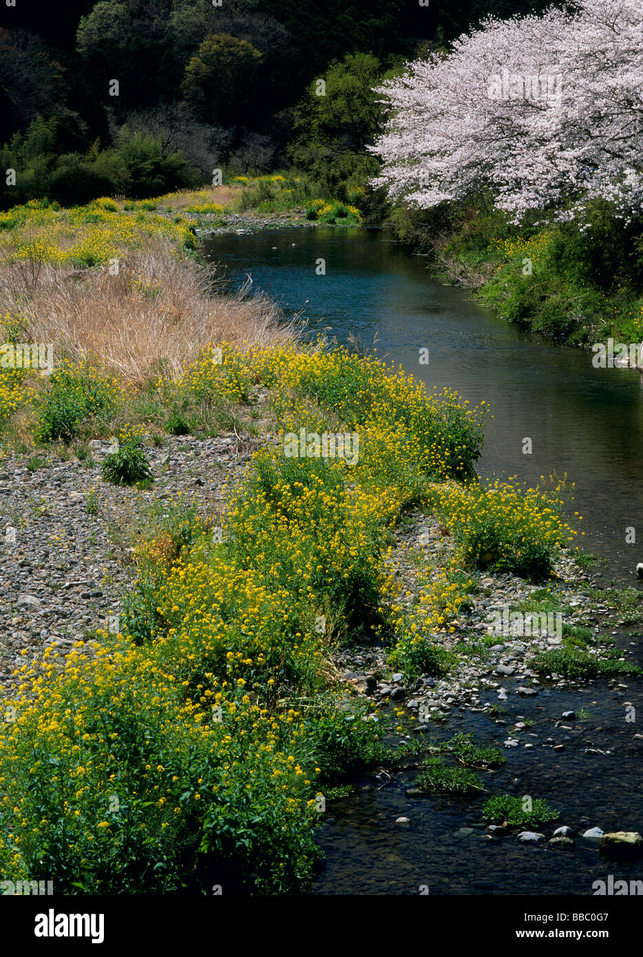 Matsuzaki Shizuoka Japan Hi-res Stock Photography And Images - Alamy