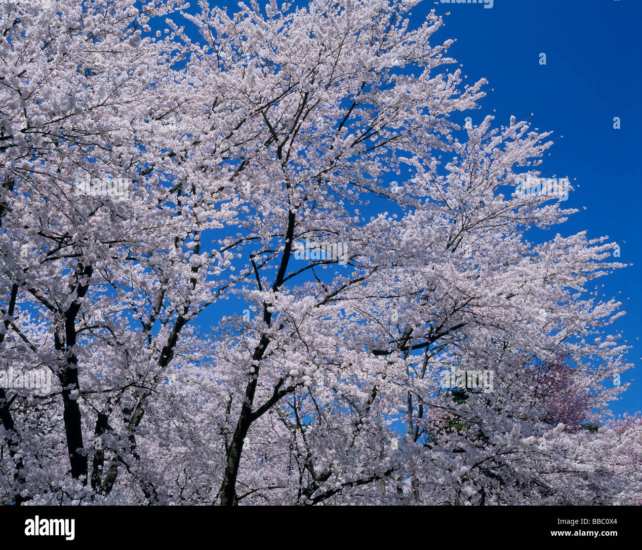 Cherry Blossoms and Blue Sky Stock Photo - Alamy