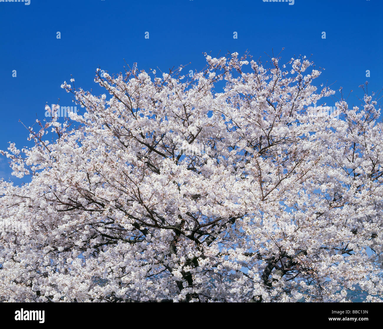 Cherry Blossoms and Blue Sky Stock Photo - Alamy