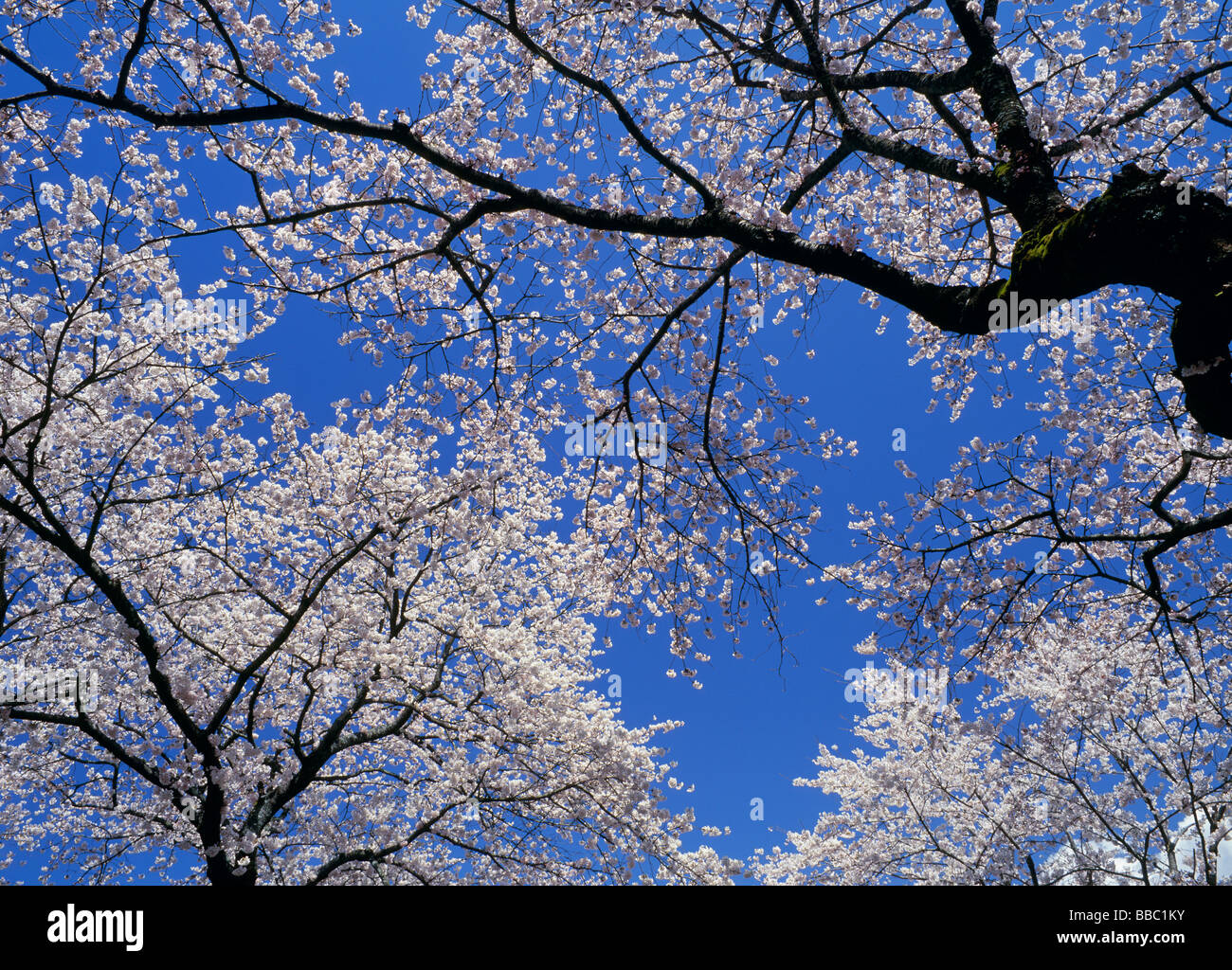 Cherry Blossoms and Blue Sky Stock Photo - Alamy