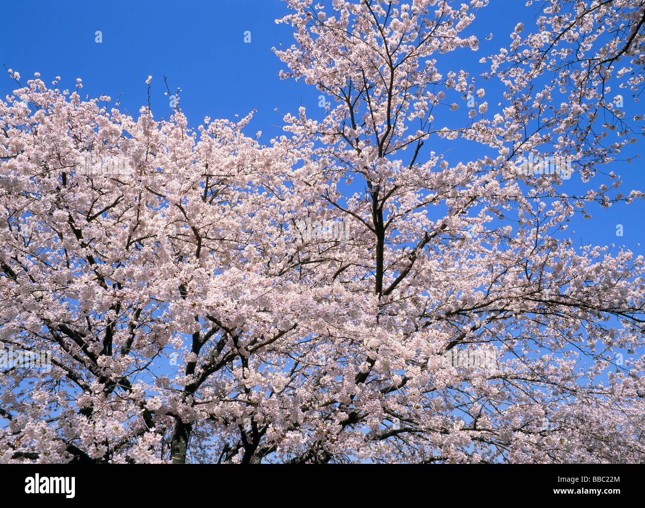 Cherry Blossoms and Blue Sky Stock Photo - Alamy