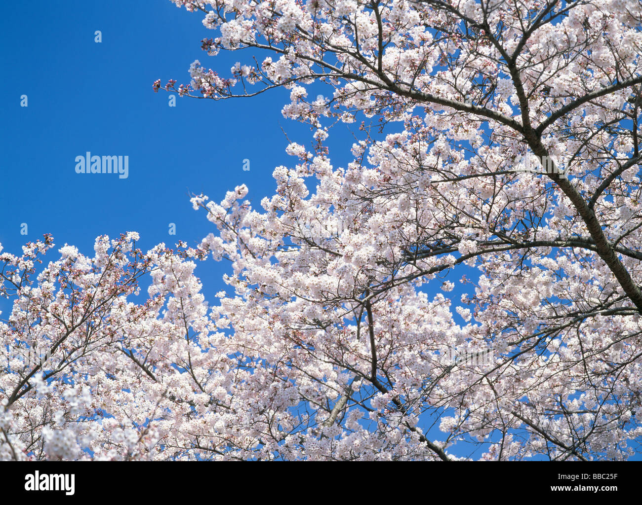 View cherry blossoms hi-res stock photography and images - Alamy