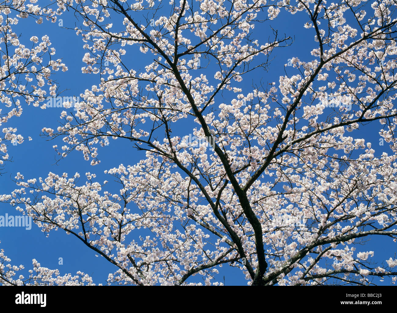 Cherry Blossoms and Blue Sky Stock Photo - Alamy