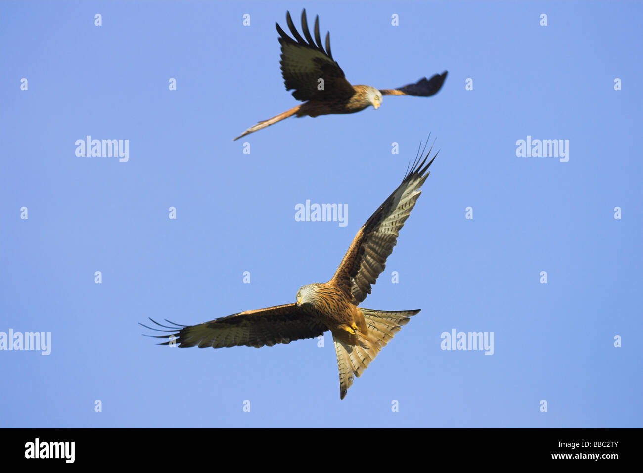 Two Red Kites High Resolution Stock Photography and Images - Alamy