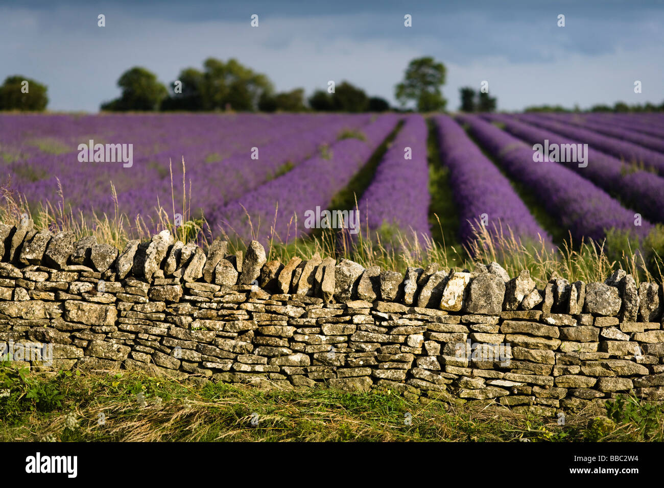 Cotswold dry stone wall and Lavender fields Snowshill Lavender, Gloucestershire, UK Stock Photo
