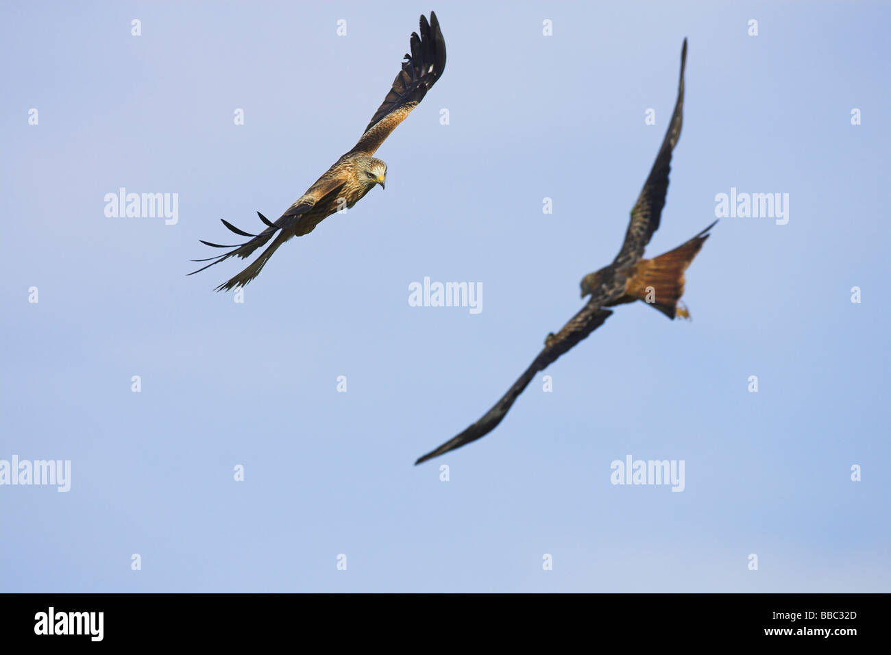 Two Red Kites High Resolution Stock Photography and Images - Alamy