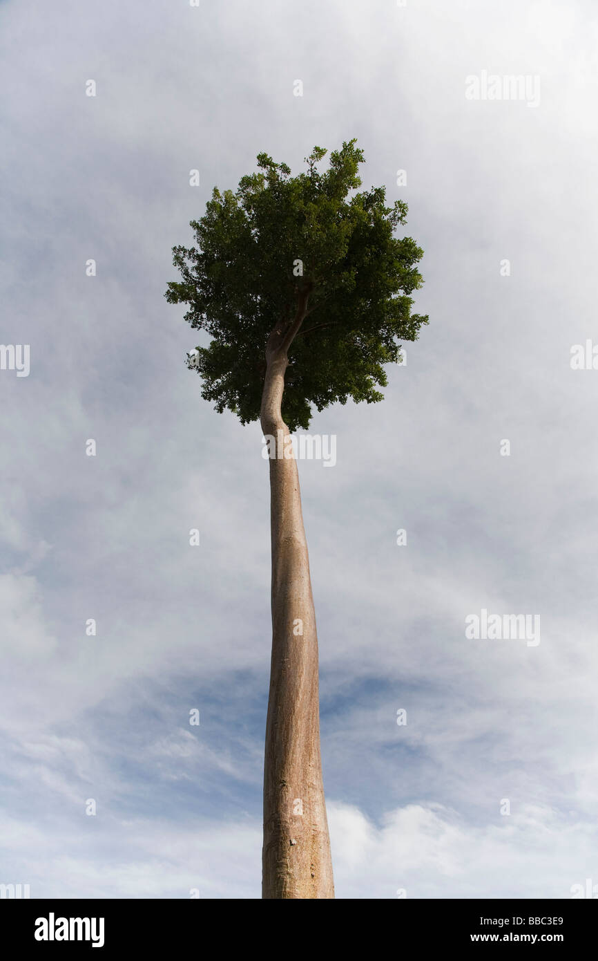 Tall Thin Tree Stock Photo