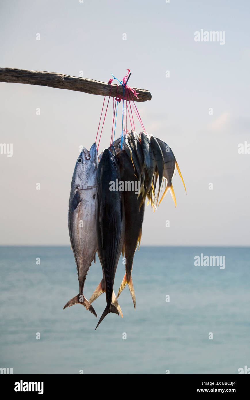 Freshly Caught Fish Stock Photo Alamy