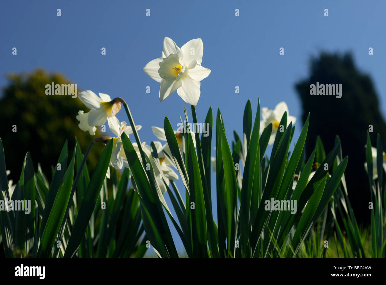 worms eye view of Narcissus against a bright blue sky Stock Photo