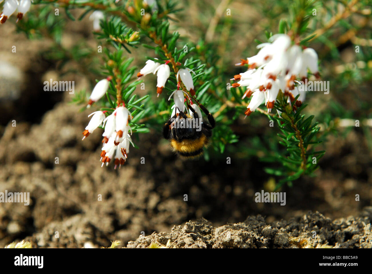 Heather Treebees Heather Bee High Resolution Stock Photography and Images - Alamy