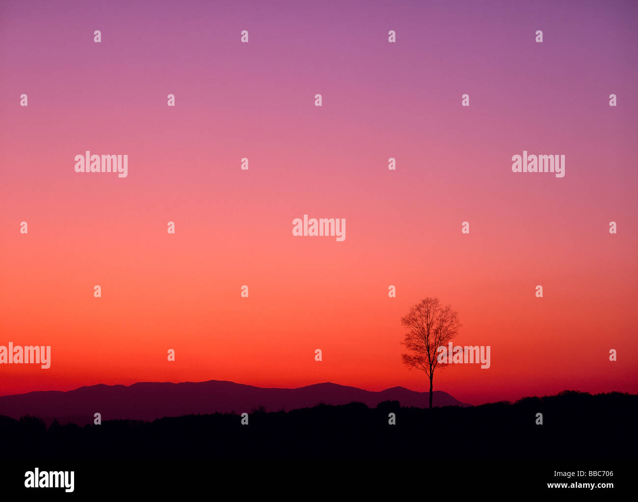 Single Tree in Morning Glow Stock Photo