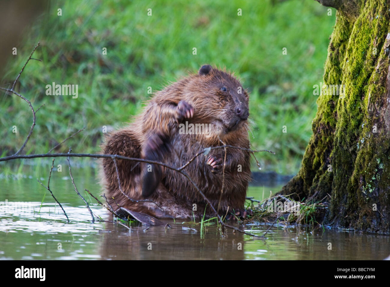 European beaver Castor fiber scratching Stock Photo