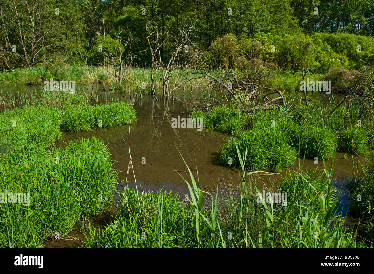 marsh bog swamp swampland sump mire morass plants water pond pool reed ecology landscape wildlife green ok o.k. okay environment Stock Photo