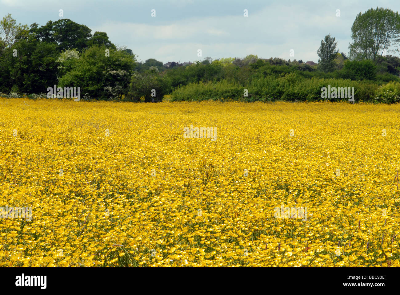 A profusion of Buttercups Stock Photo