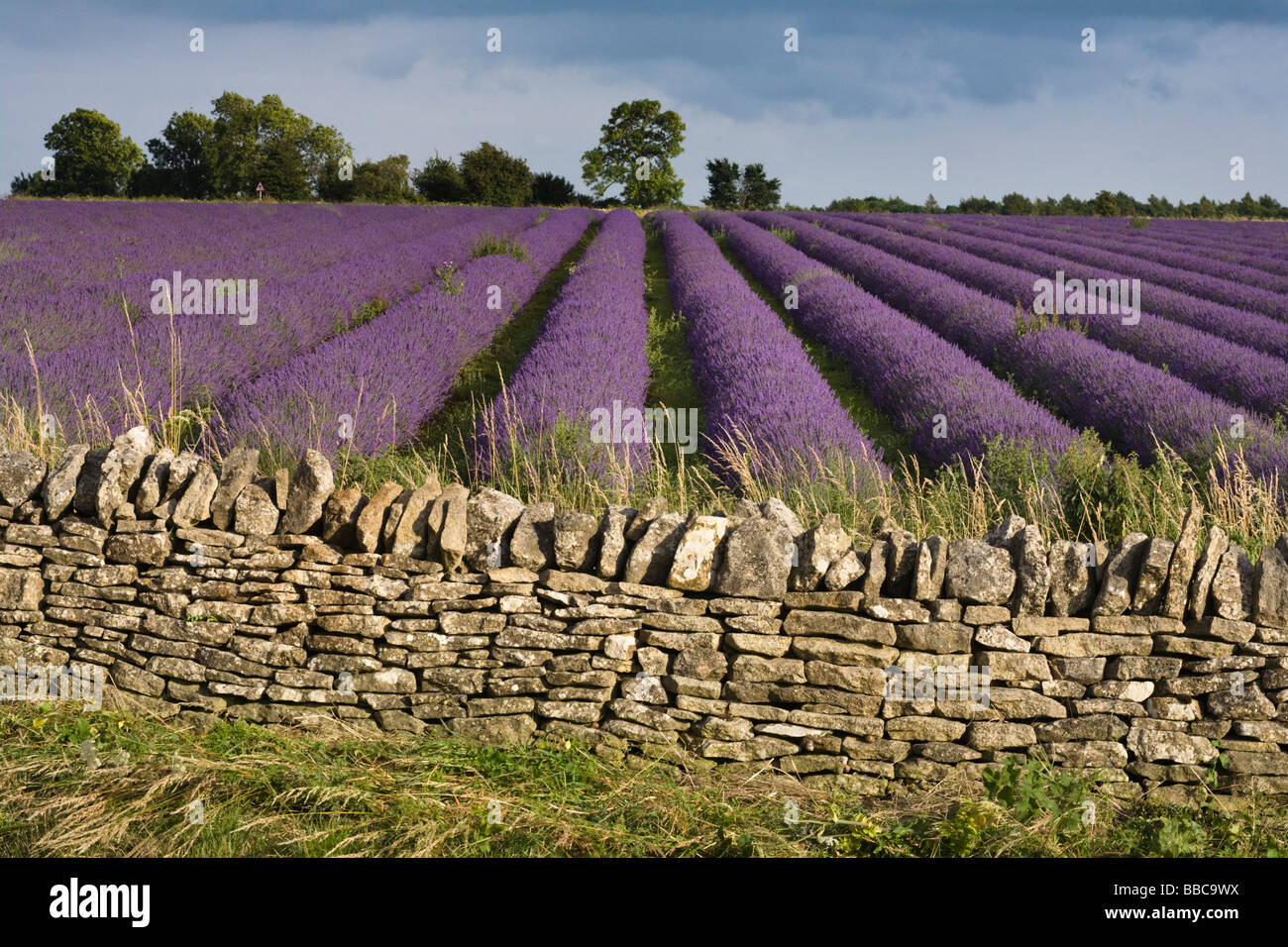 Cotswold stone wall and Lavender fields Snowshill Lavender Stock Photo