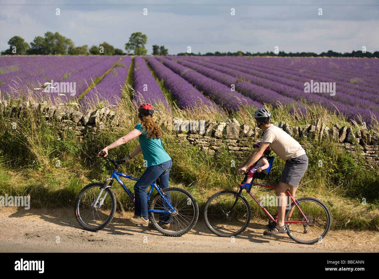 A family cycling near Lavender fields in the Cotswolds Gloucestershire UK Stock Photo Alamy
