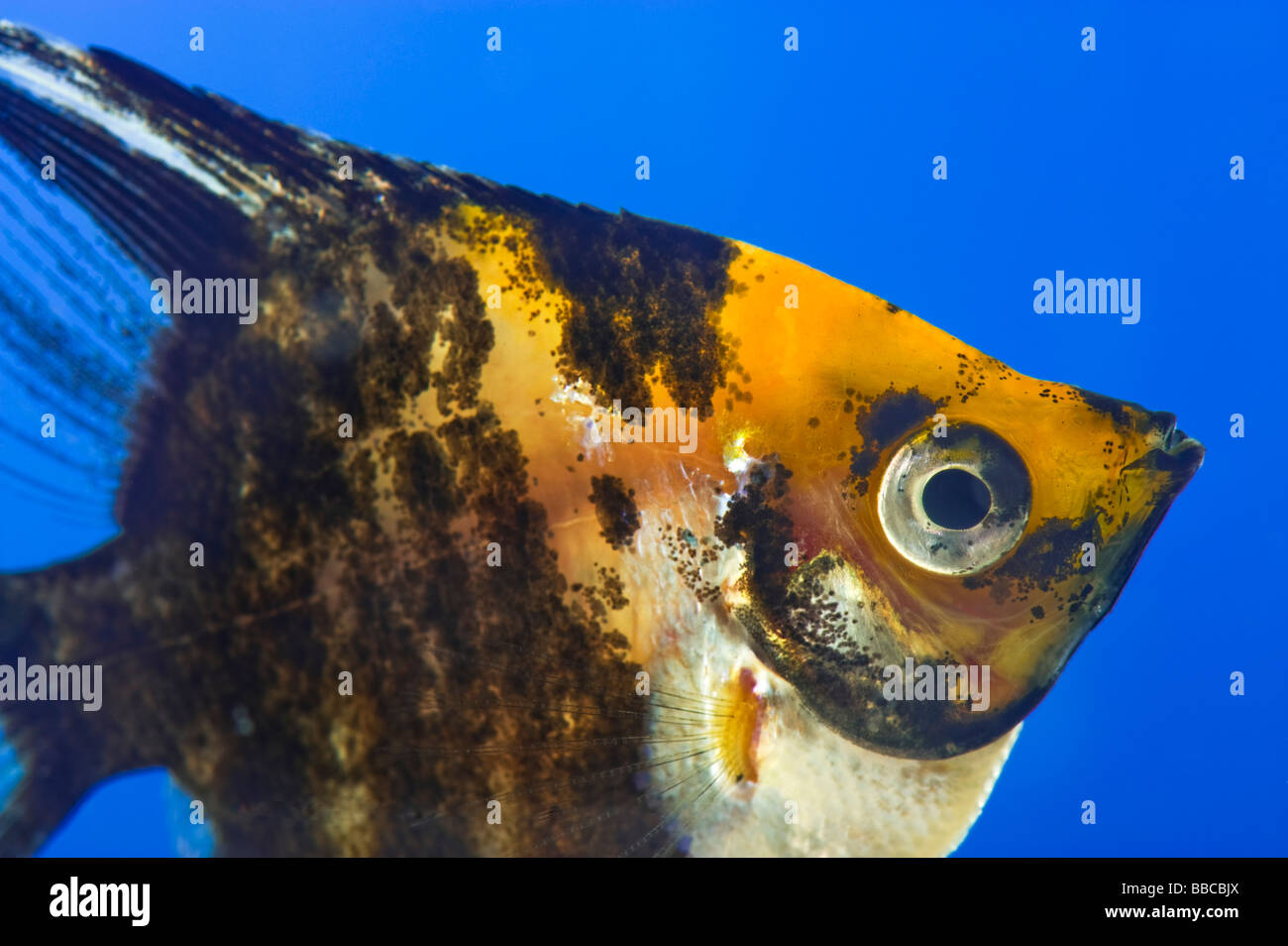portrait of a three coloured longfin angel fish scalare Pterophyllum scalare blue background orange black white silver fish brig Stock Photo