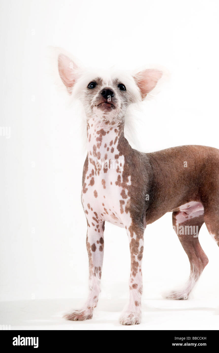 funny looking dogs Chinese Crested Dog hairless Stock Photo